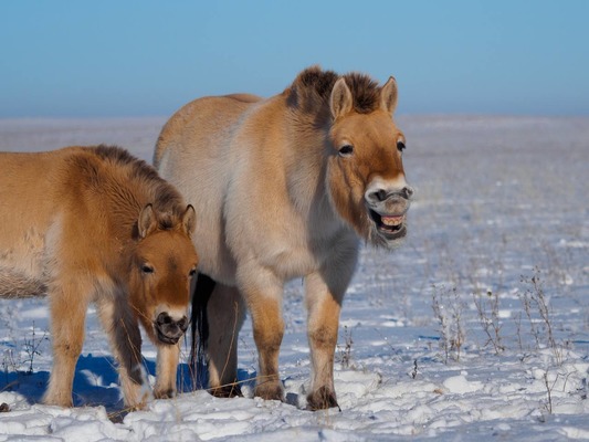 «Заповедники Оренбуржья» поделились неудачными фото лошадей Пржевальского