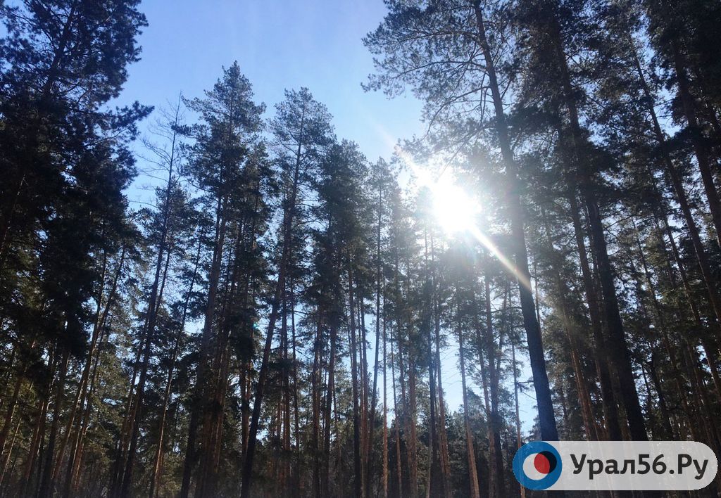 Лес в Оренбургской области. Фото из архива