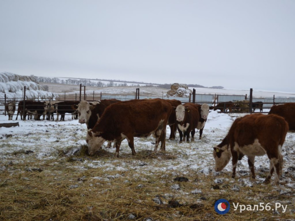 В селе Оренбургской области корова во время отела убила мужчину копытом