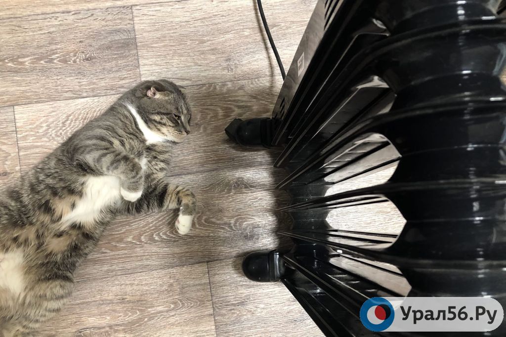 Котик доволен решением администрации, а вот другие жители - не очень :)