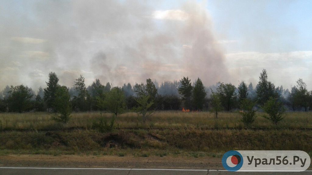 В Домбаровском районе загорелась лесопосадка вдоль трассы