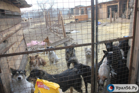 Грант 800 тысяч рублей готова заплатить администрация Оренбурга за отлов и содержание бездомных животных