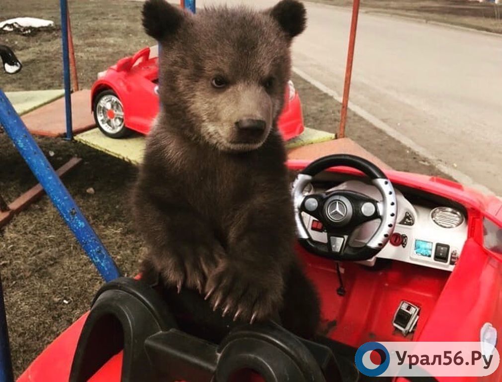 Руководство передвижного зоопарка в Орске просит у горожан еды для животных