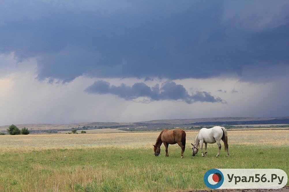 Оренбургская область, фото из архива