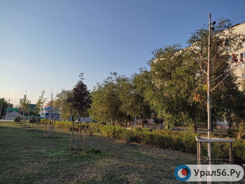 Деревья. Фото из архива