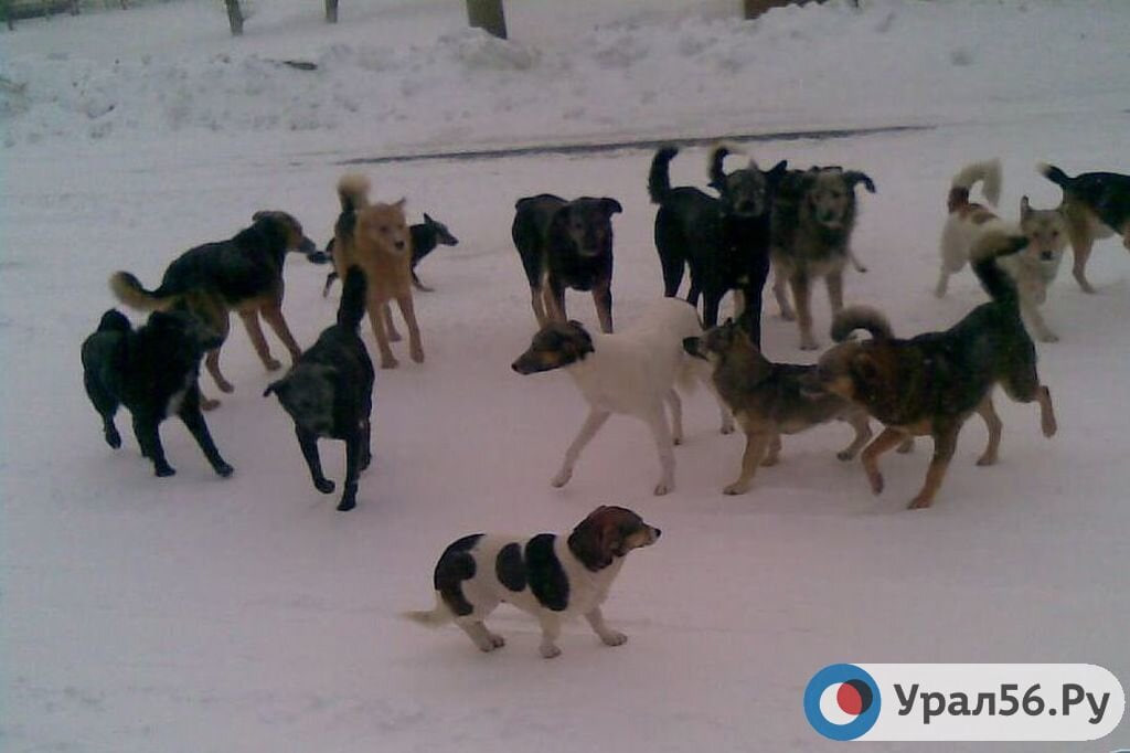 Бездомные собаки на улицах Оренбургской области, фото из архива