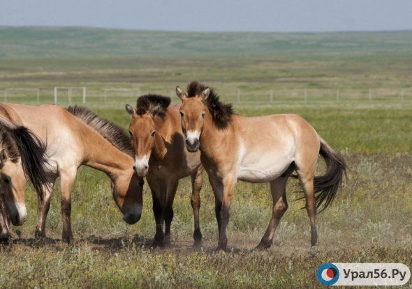Хозяйке из Светлинского района вернули 14 потерявшихся лошадей