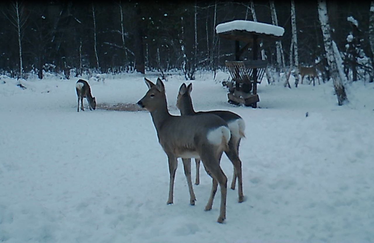 Косули у кормушки. Фото: Бузулукский бор