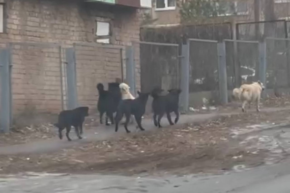 «Власти ждут снова беду»: стая собак держит в страхе жителей Оренбурга