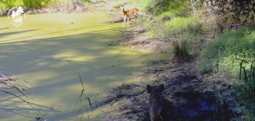 Бузулукский бор показал водоем, где летом любили отдыхать животные, фото – тг-канал нацпарка
