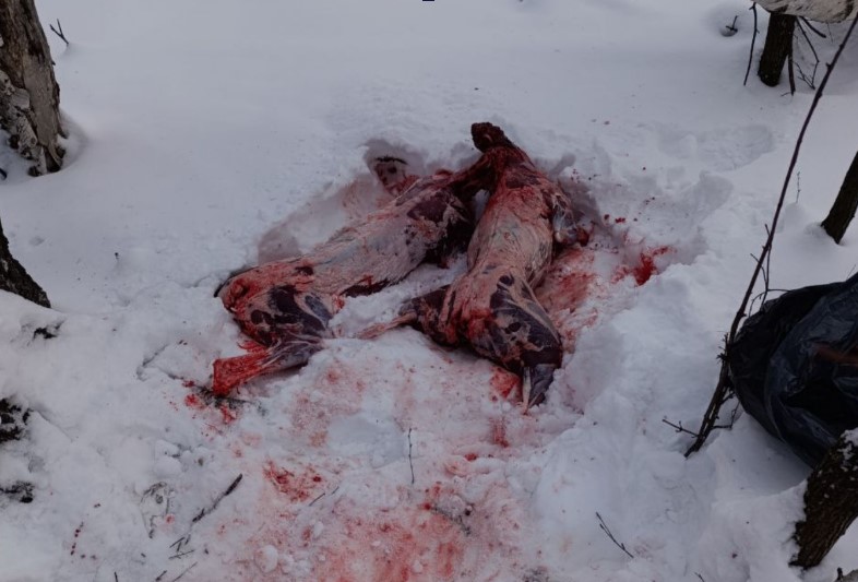 Убитые животные. Фото: УМВД России по Оренбургской области