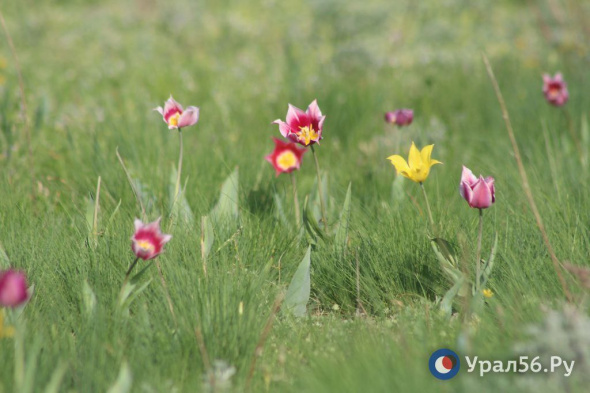 Степи Оренбургской области покрылись разноцветным ковром — бурно зацвели тюльпаны Шренка