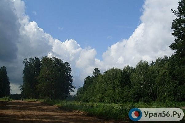 В Бузулукском бору