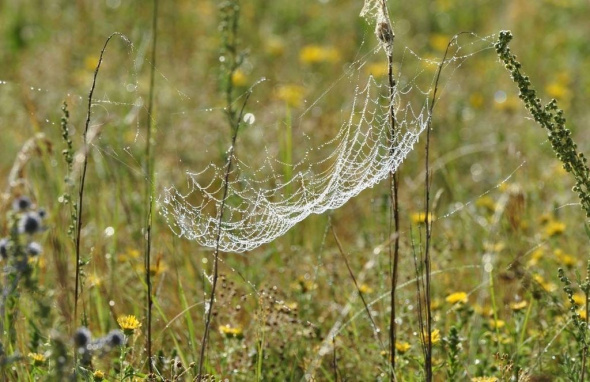 В заповеднике «Оренбургский» обнаружили новый вид пауков и назвали его в честь сотрудника