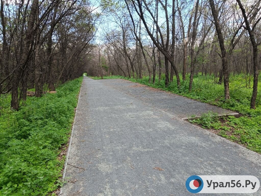 Одна из аллей парка «Березка». Фото из архива