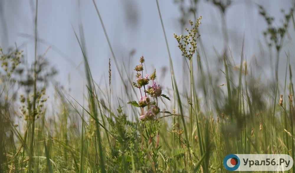 Природа в Оренбургской области