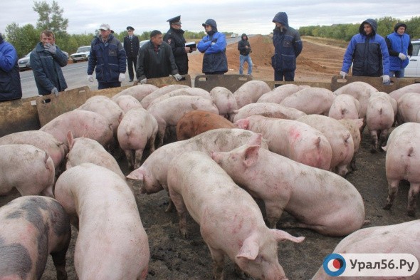 Еще в 3 районах Оренбургской области зафиксировали очаги африканской чумы свиней 