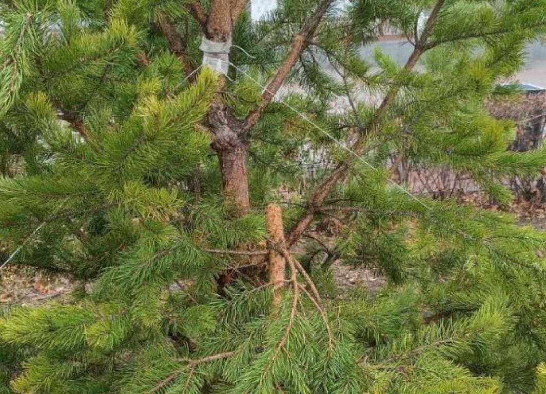 Поврежденное дерево. Фото: Администрация Оренбурга