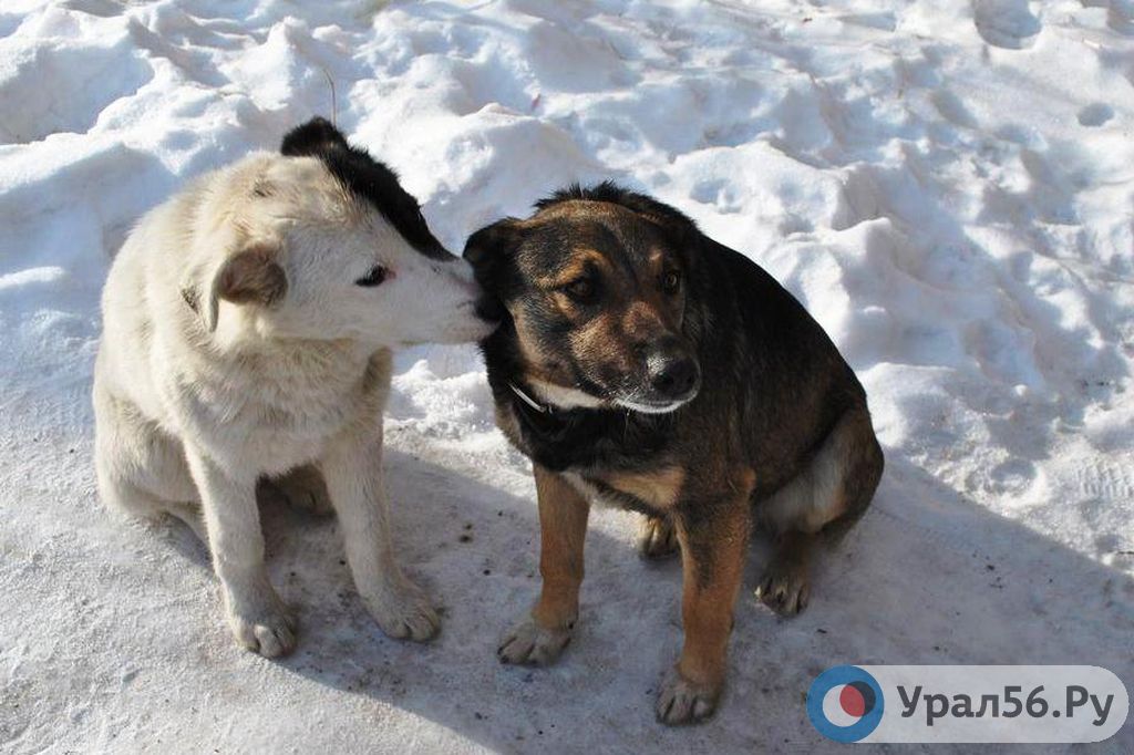 Бродячие собаки. Фото из архива