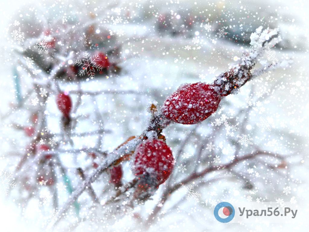 Ягоды шиповника в инее