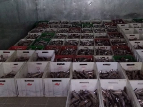 Ущерб 5,5 млн руб за 2,6 тонны рыбы: В Оренбургской области в суд передали дело руководителя рыбодобывающего предприятия 