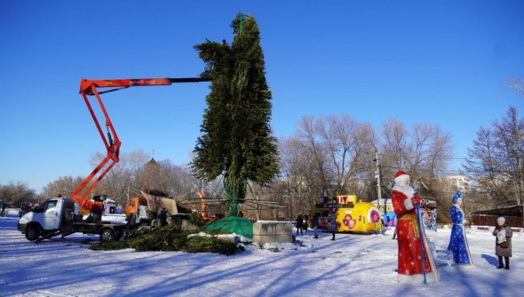 Вторая жизнь новогодних красавиц: что делают с елками Оренбурга после праздников?
