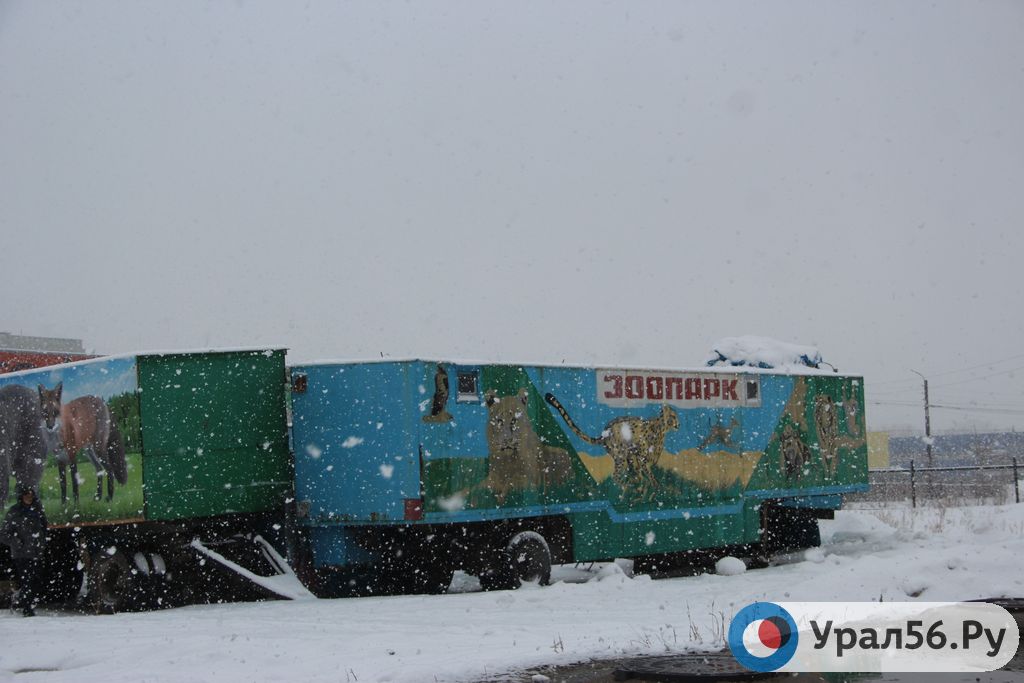 Зоопарк в Орске на улице Пацаева, 07.02.2020