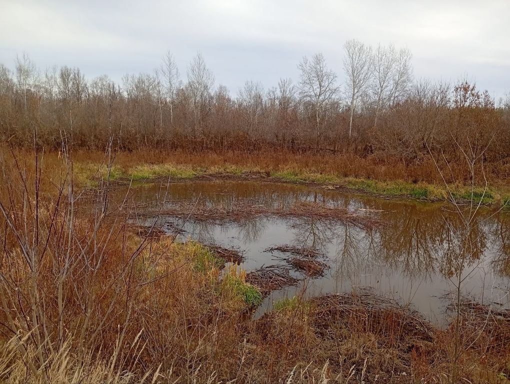 Бобровые кварталы, фото: Бузулукский бор
