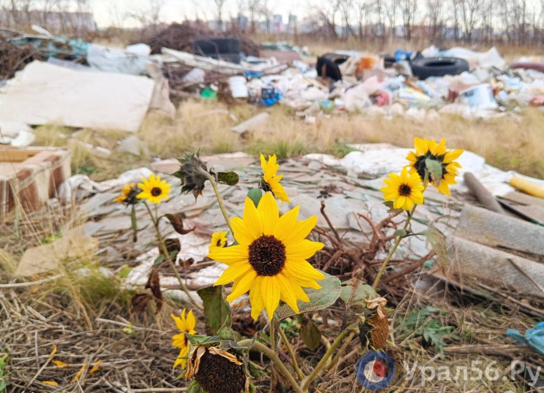 Цветы на несанкционированной свалке