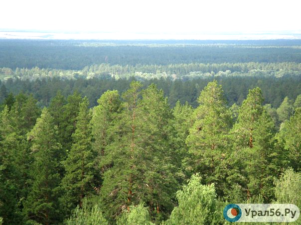 Бузулукский бор