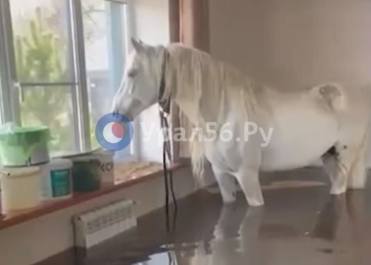 Лошадь спасли из затопленного дома в Оренбурге (видео)