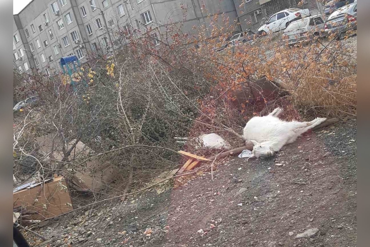 В Орске возле мусорки лежат мертвые козы
