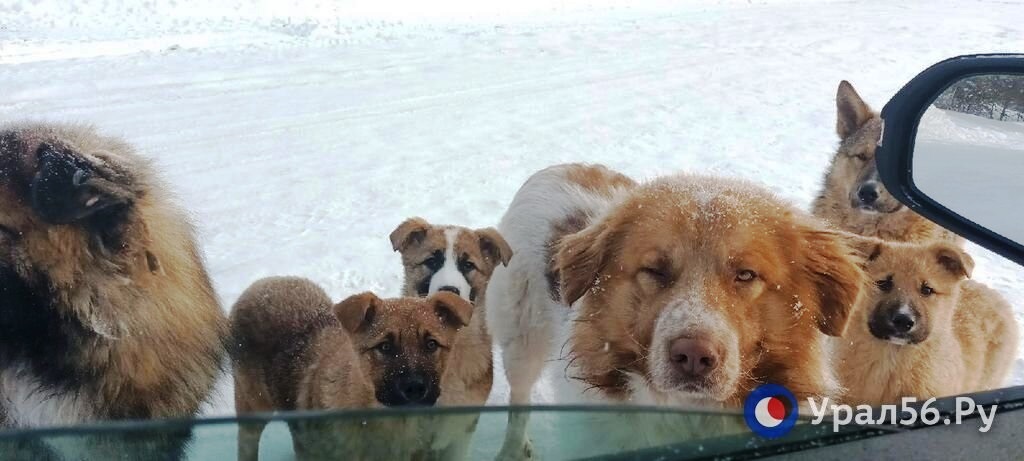 Бездомные собаки, фото из архива