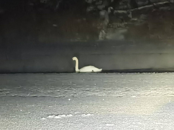 В Оренбургской области на реке Большой Кинель обнаружили лебедя