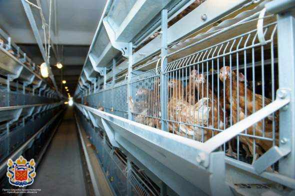 В Оренбургской области проводят проверки птицеводческих хозяйств после вспышки птичьего гриппа в Башкирии