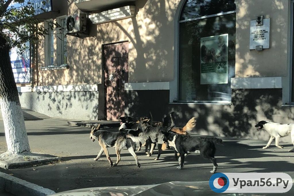Бродячие собаки в Орске, 17.09.2018