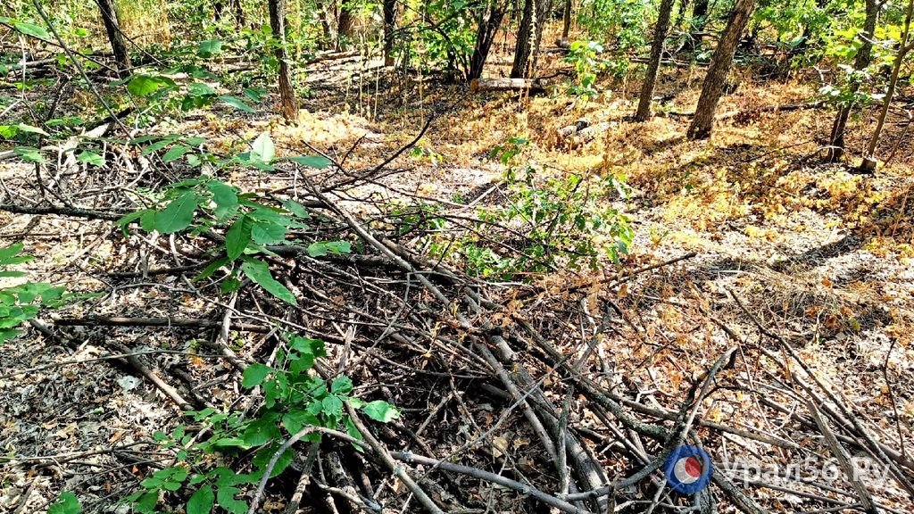 Сухостой в парке «Березка» в Оренбурге
