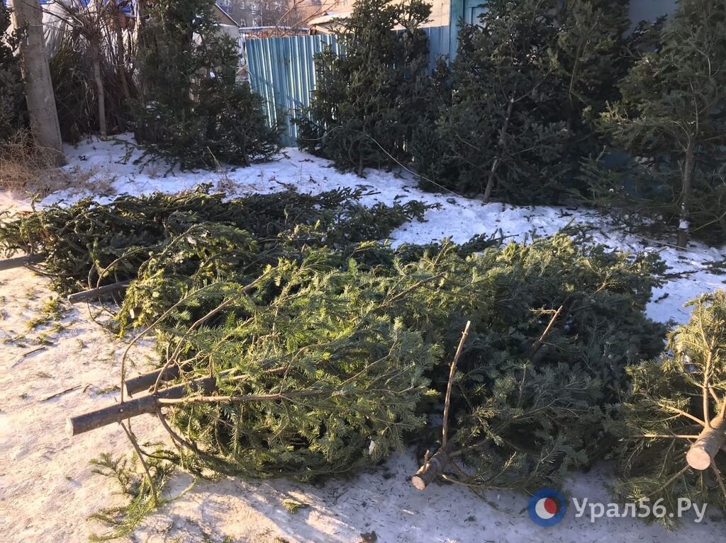 Елочный базар, фото из архива