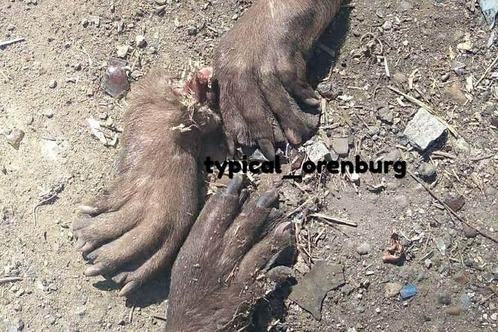 В Оренбурге возле мусорных баков лежали лапы животного, фото: группа «Город Оренбург»