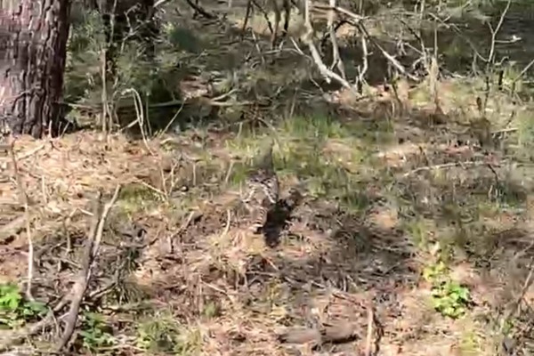Глухарка сливается с окружающей средой. Стоп-кадр из видео
