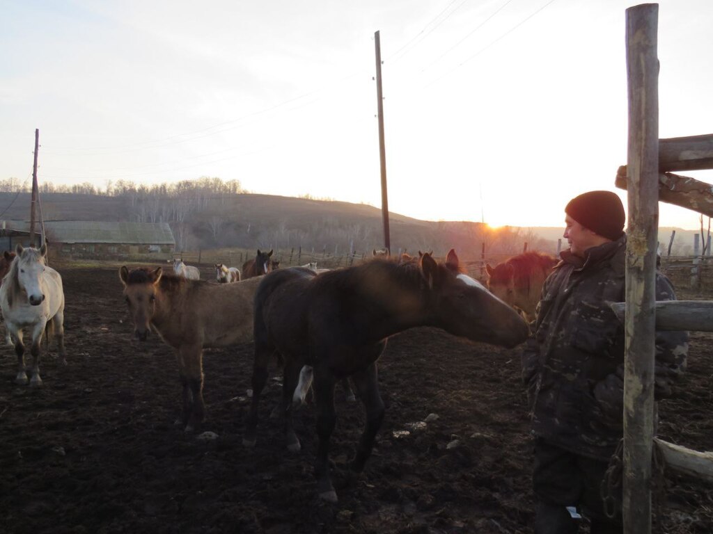 Лошади с их владельцем. Фото: УМВД России по Оренбургской области