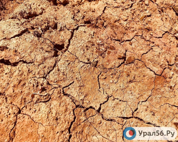 «При +42 температура почвы достигает +60»: В 15 городах и районах Оренбургской области будет введен режим ЧС из-за засухи