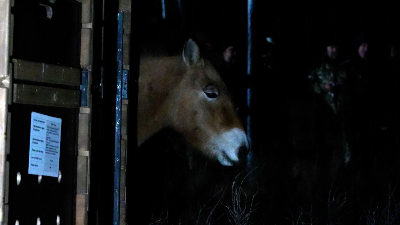 Перевозка лошадей Пржевальского, фото: «Заповедники Оренбуржья»