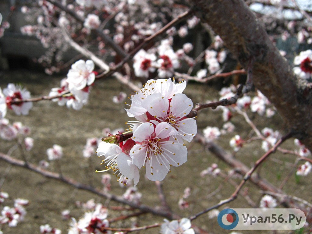 Цветы абрикосового дерева, май 2019г.