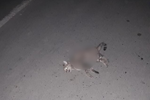 Кошка стала жертвой стаи собак. Орск, 23.05.2019