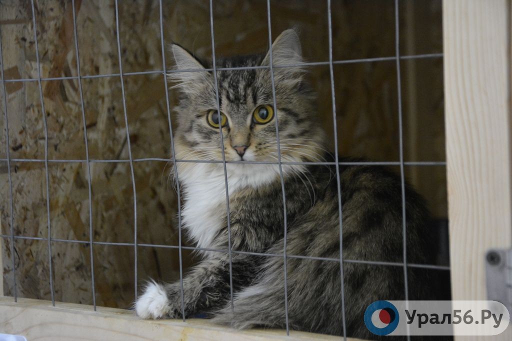 Пациент Центра льготной стерилизации Орска