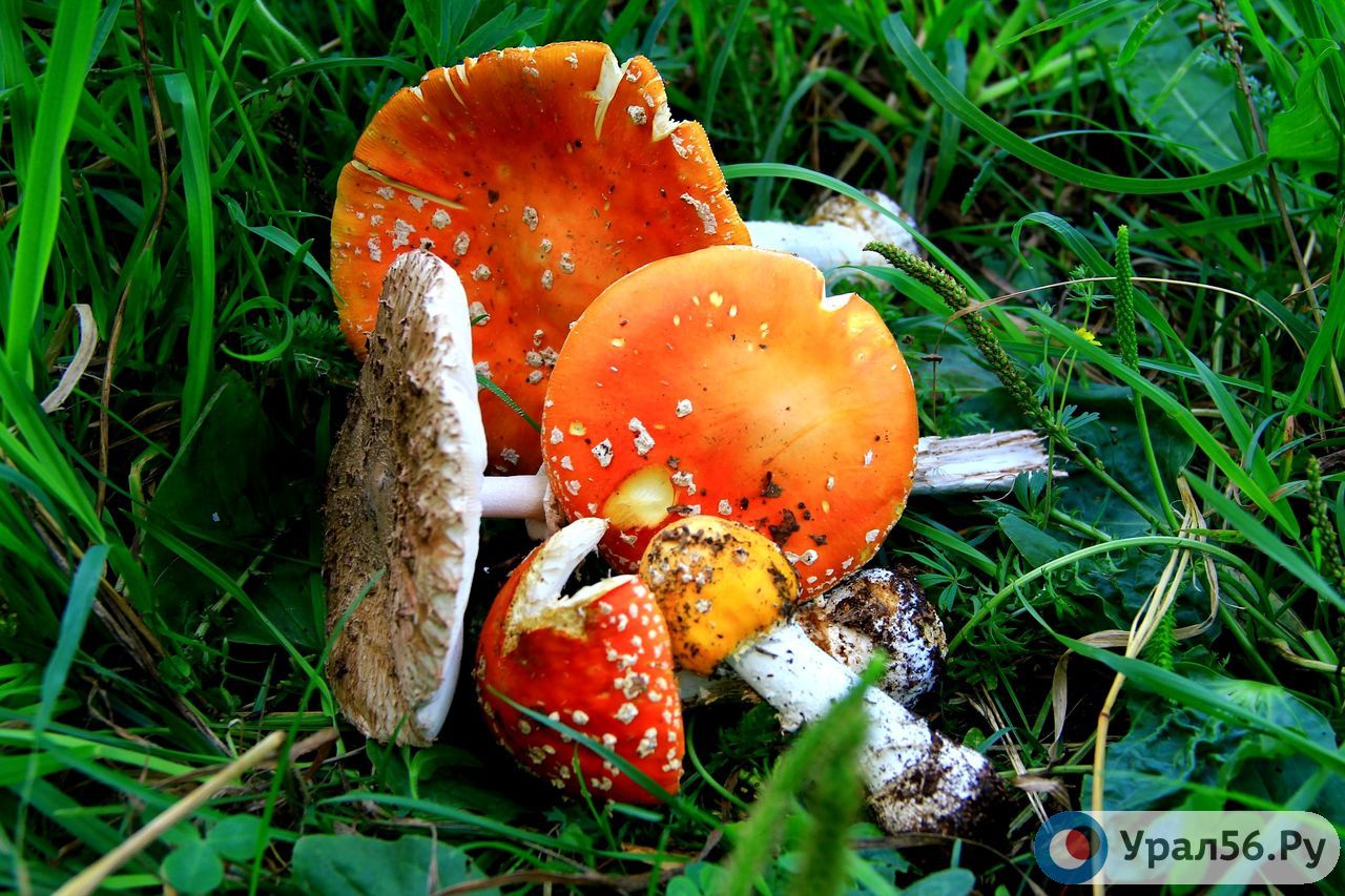 Мухоморы в Оренбургской области. Фото из архива