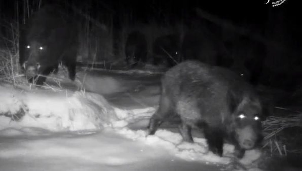 Кадр из видео с фотоловушки. Источник: ТГ-канал «Светлинского» биозаказника