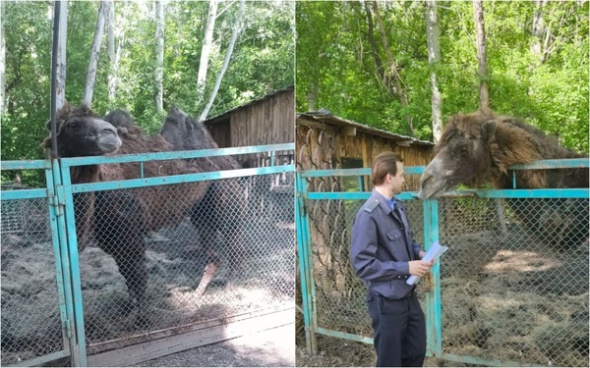 У верблюда линька: в Оренбурге проверили условия содержания животных в парк-отеле «Нежинка» после жалоб от посетителей 