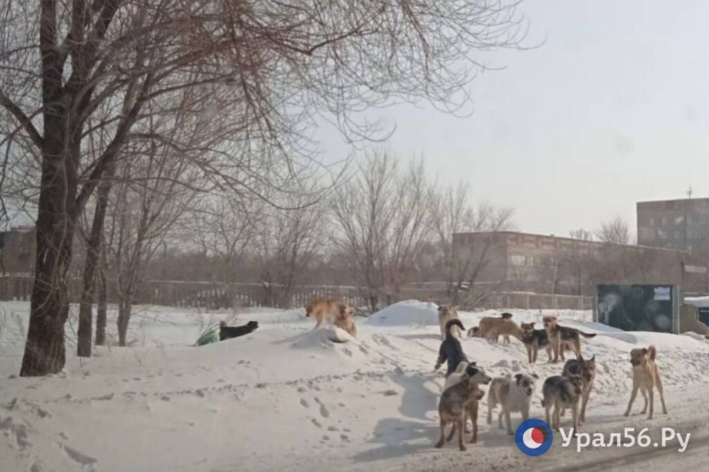 Свора бродячих собак в Оренбургской области